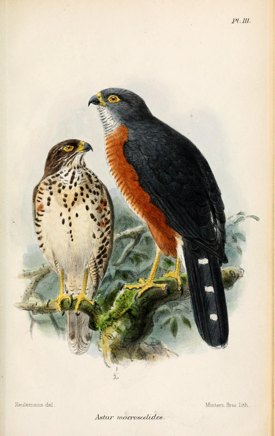 Red-chested Goshawk