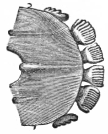 toothcomb