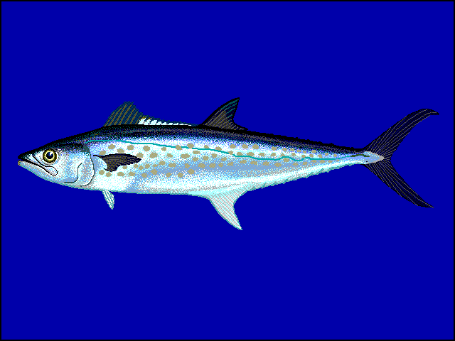 Scomberomorus