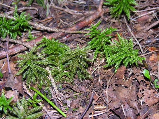 Climaciaceae