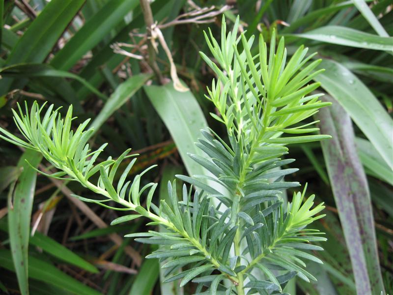 Halocarpus