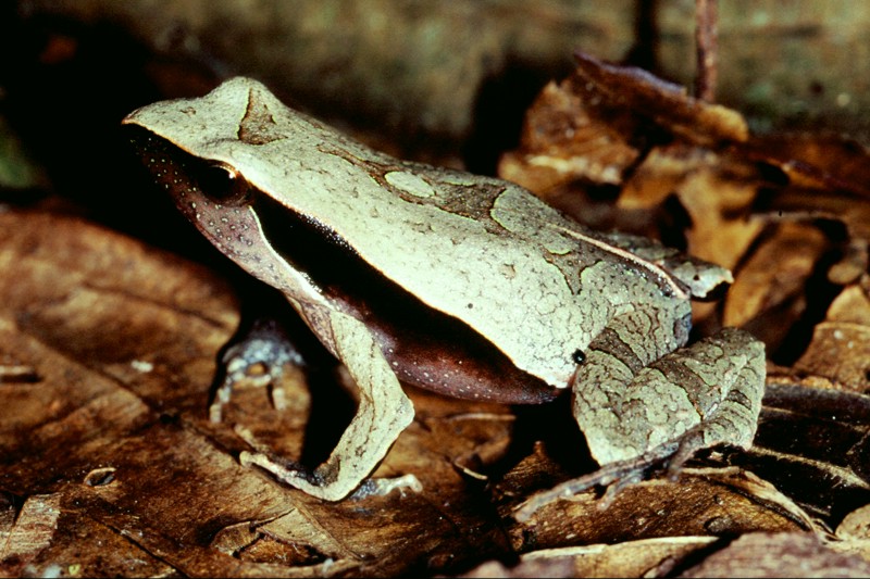 Physalaemus olfersii