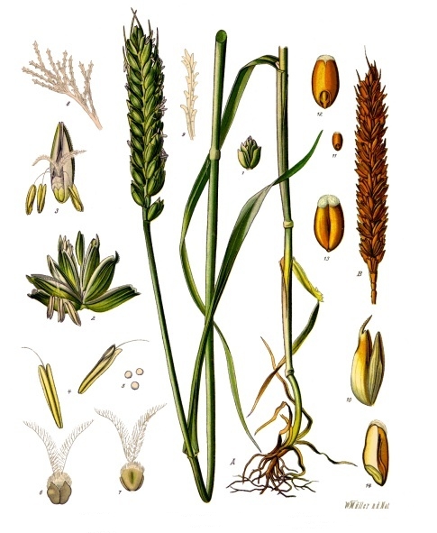 Triticum