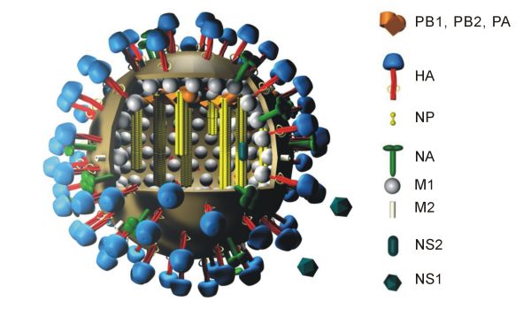 RNA viruses