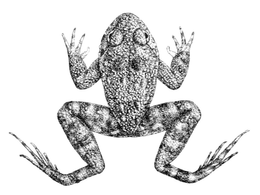 Nannophrys guentheri