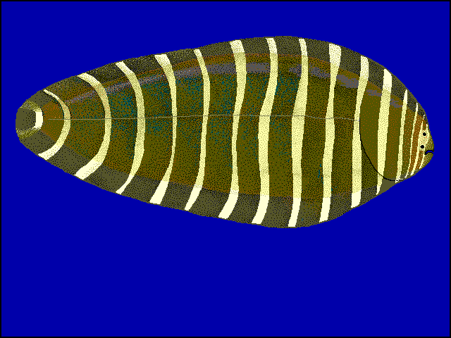 Aesopia cornuta