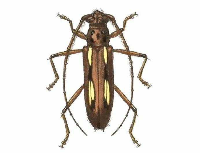 Eburodacrys sticticollis
