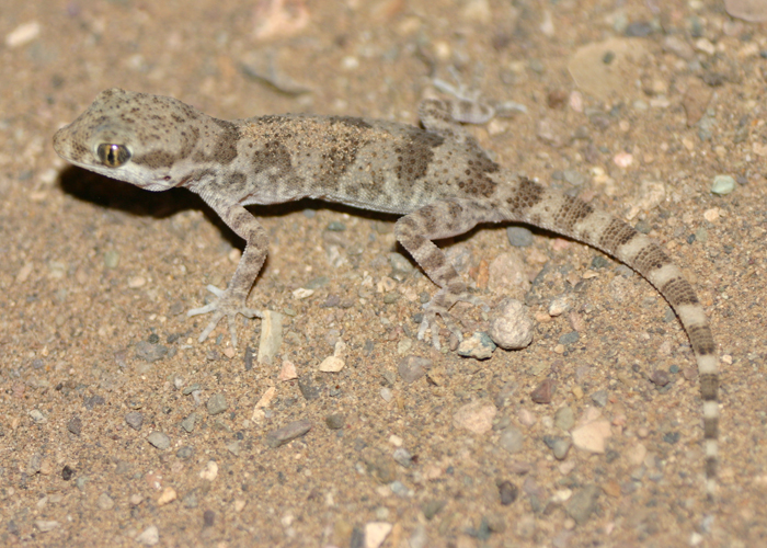 Bunopus crassicauda