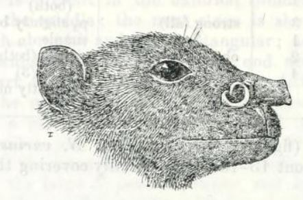 Nyctimene major