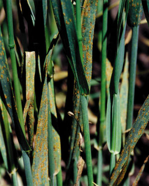 Puccinia coronata
