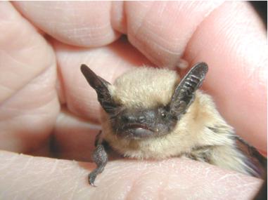 Pipistrellus hesperus