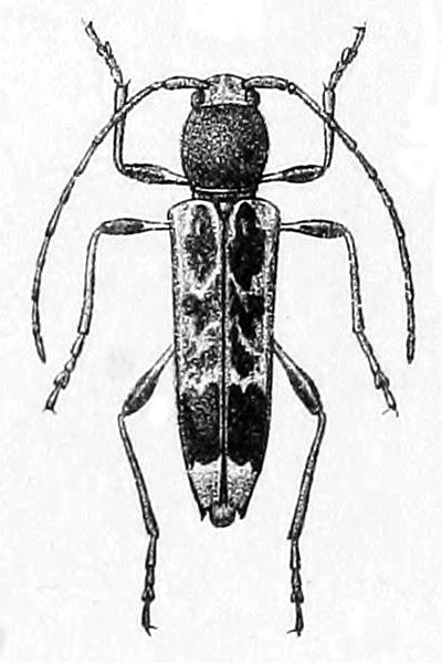 Anaglyptus colobotheoides