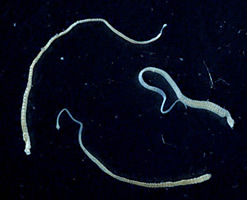 Hymenolepididae