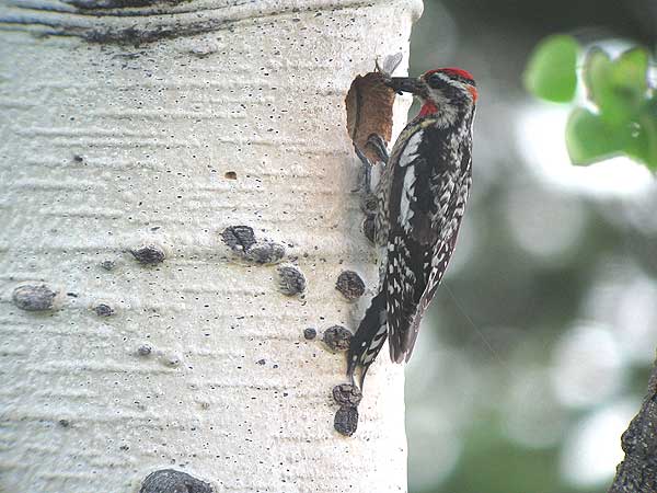 Picinae