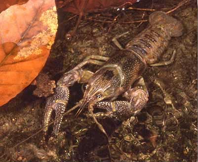 Astacoidea