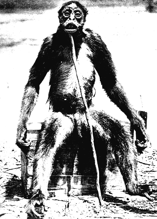 Ameranthropoides loysi