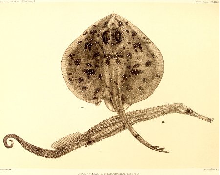 Pavoraja nitida