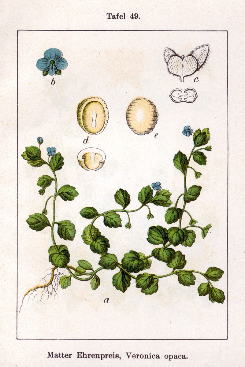 Veronica opaca