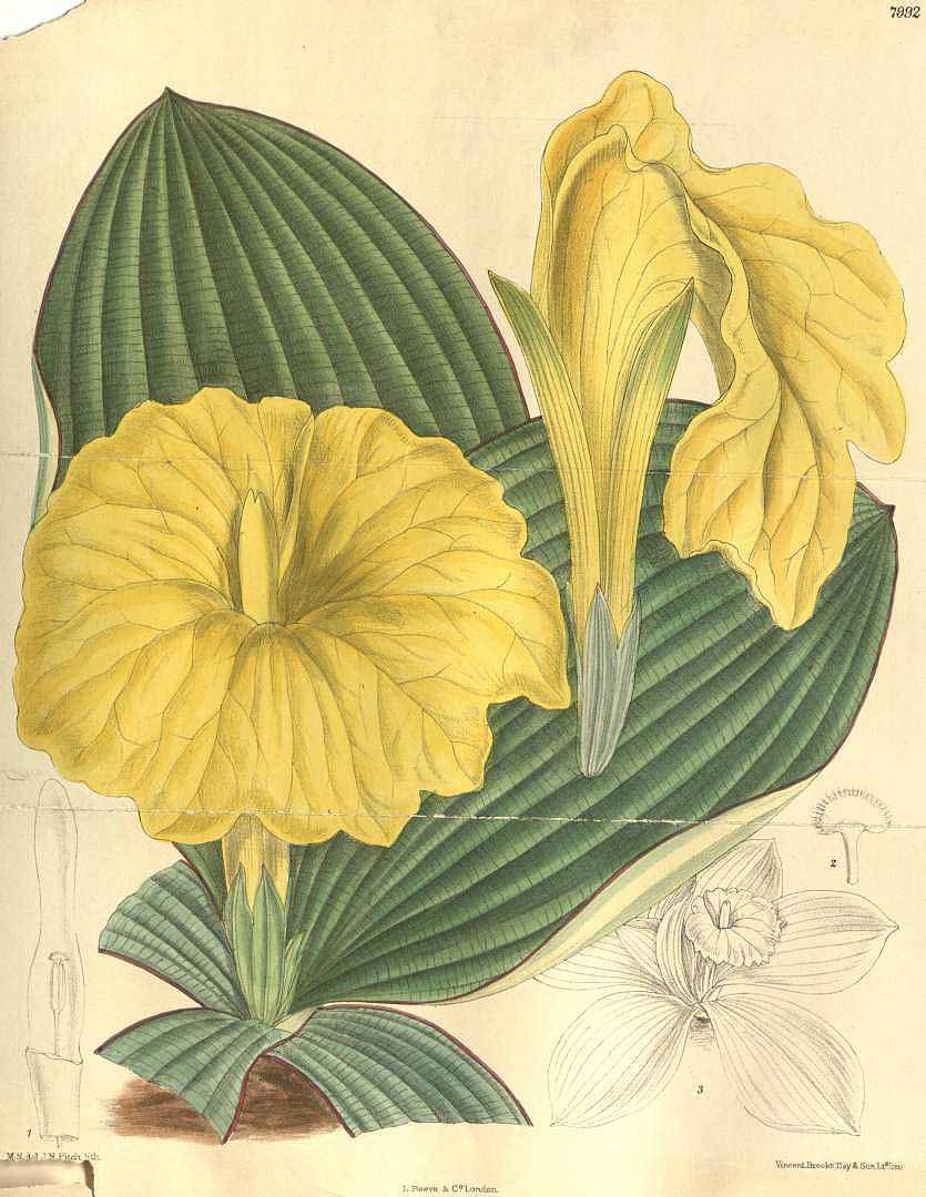 Costus spectabilis