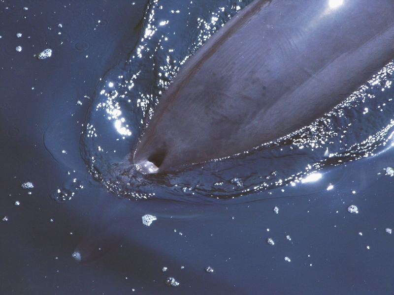 blowhole