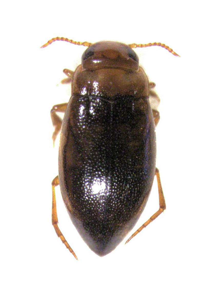 Liodessus