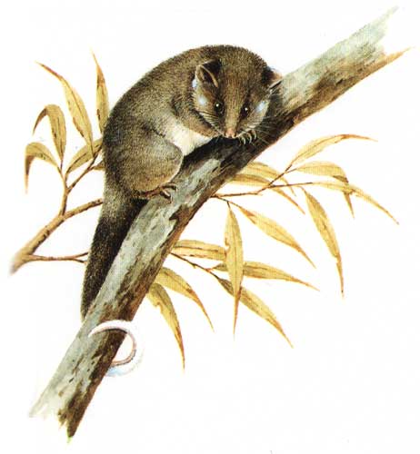 Pseudocheiridae