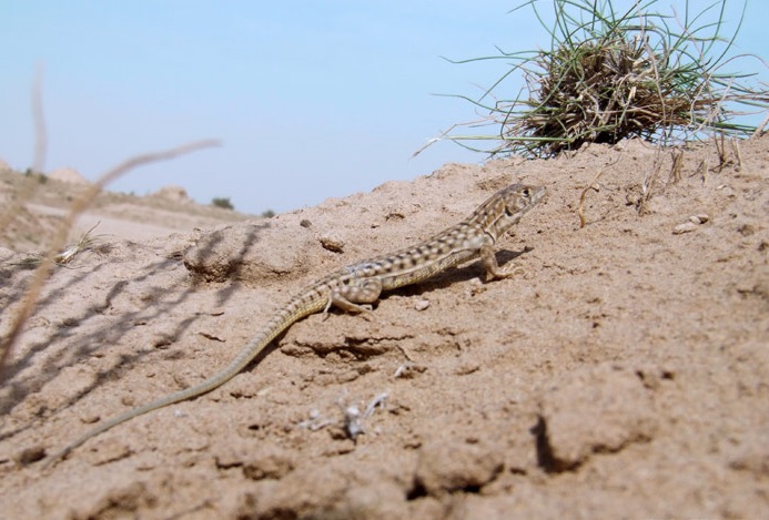 Acanthodactylus grandis