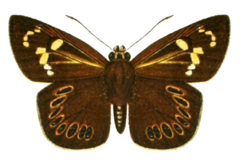 Capila