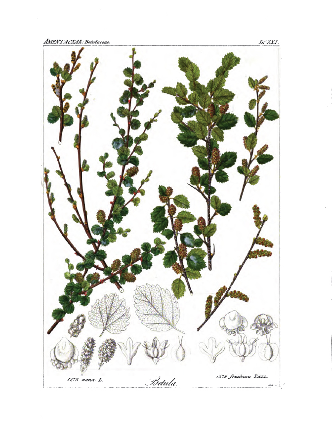 Betula fruticosa