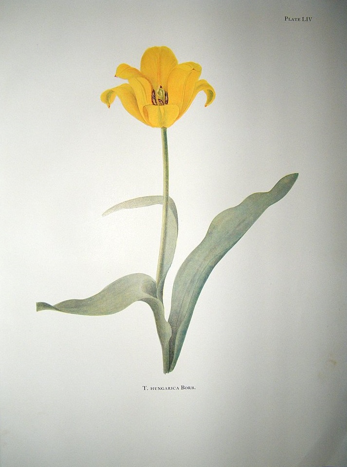 Tulipa hungarica