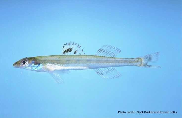 Florida sand darter