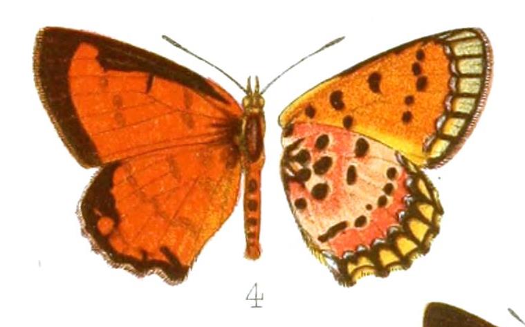 Erikssonia