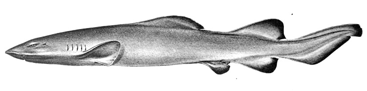 Pseudotriakidae
