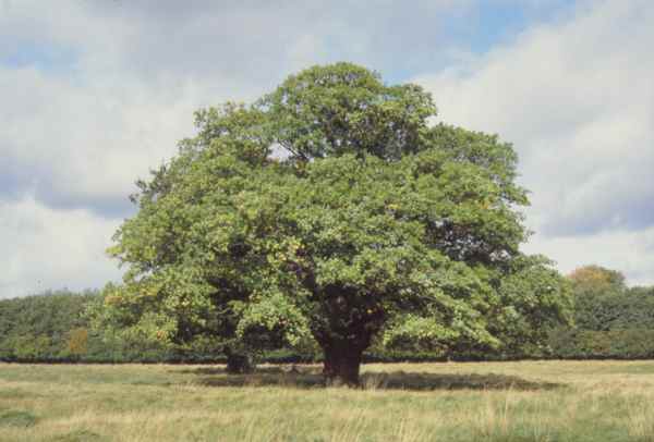 broad-leaved tree