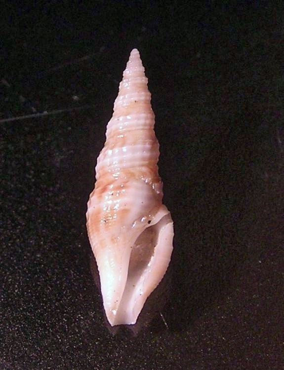 Drilliidae