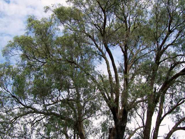 Eucalyptus macarthurii