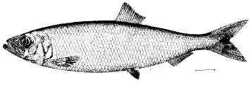 Clupeinae