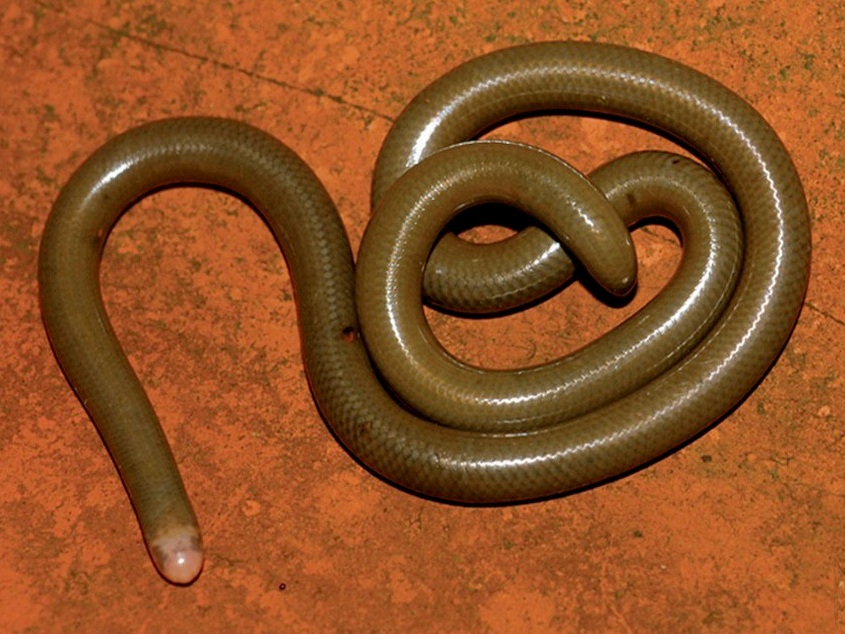 Anomalepididae