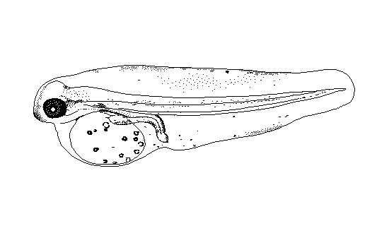 Microchirus theophila