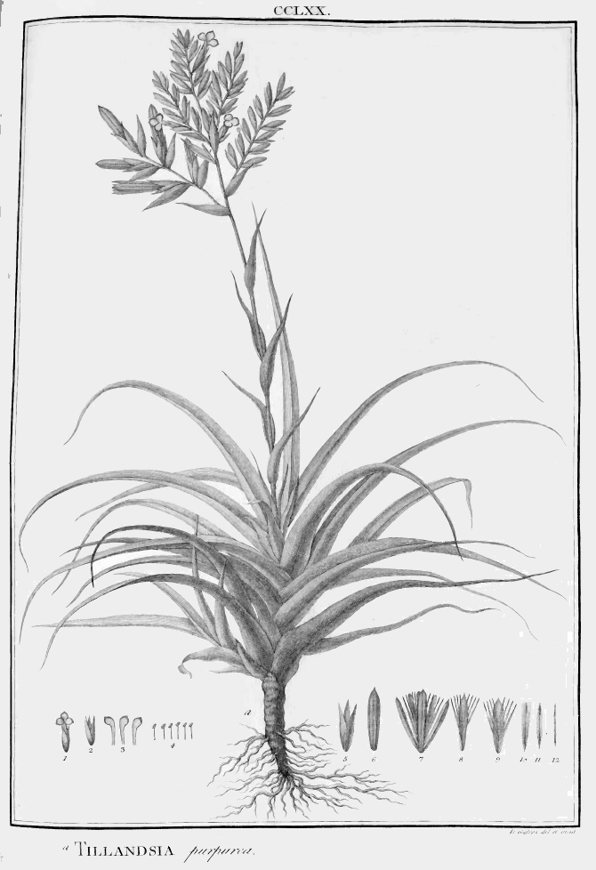 Tillandsia purpurea