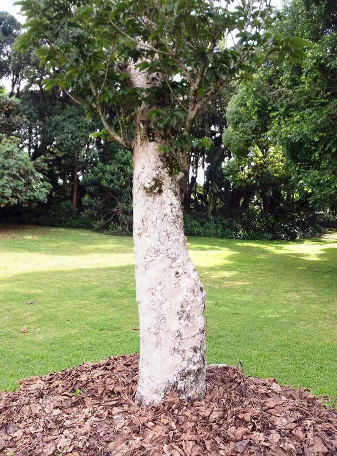 Canarium paniculatum