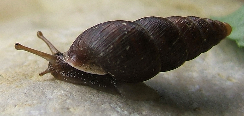 Ena montana