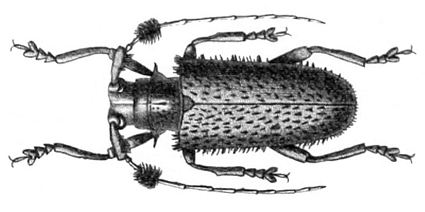 Aristobia horridula