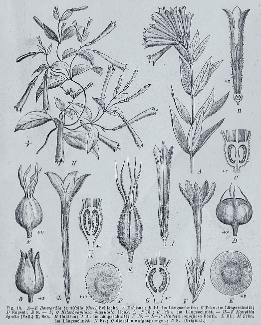 Manettia