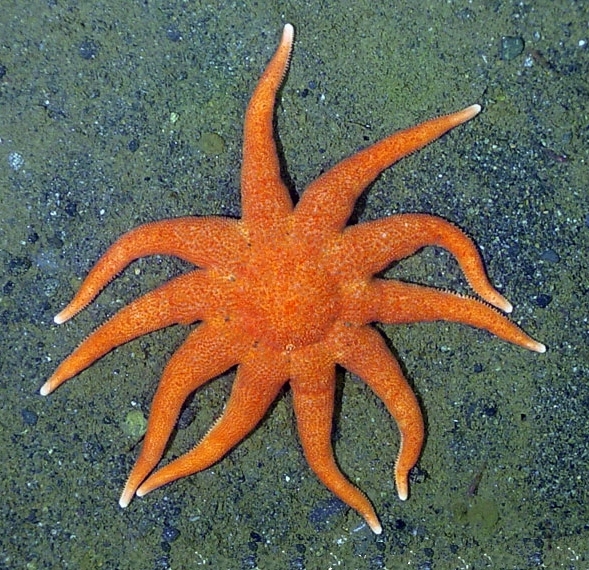 Solaster