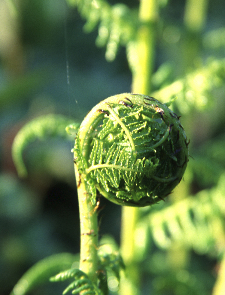 Dryopteris arguta