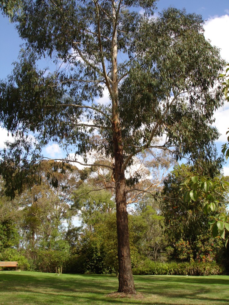 Eucalyptus ovata