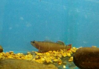 Yellowcheek darter