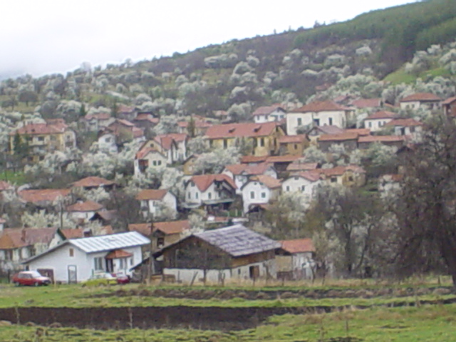 Zlogosh