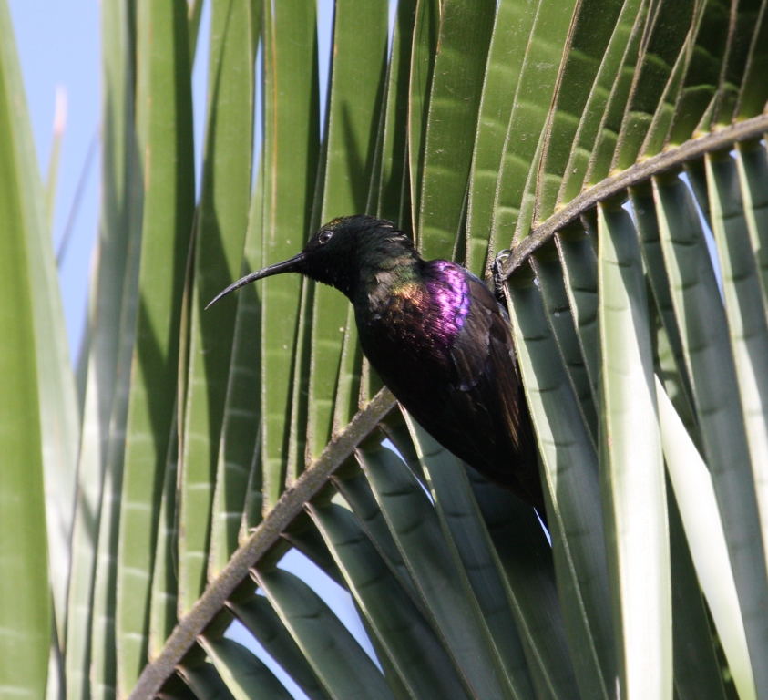 Nectarinia